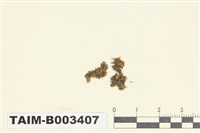 藏品(細鱗蘚屬)的圖片